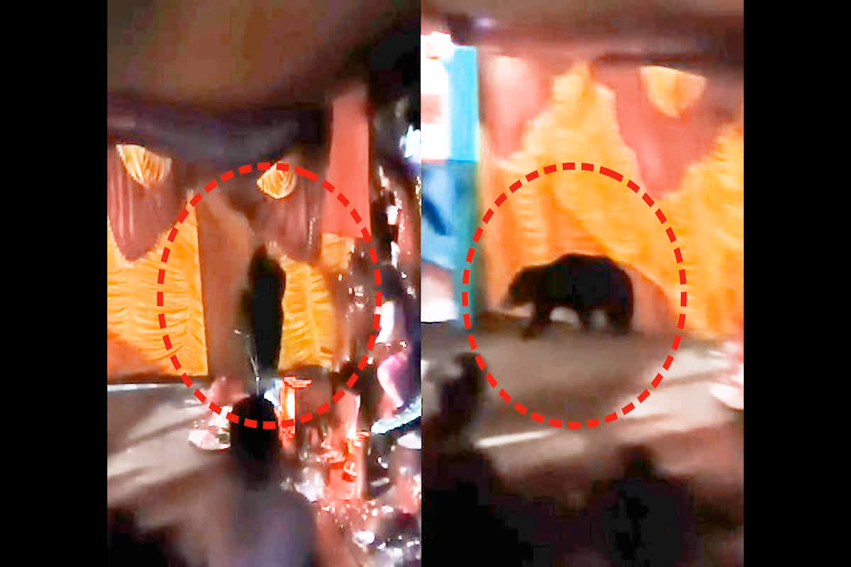 Durga Pandal Me Aaya Bhalu: दुर्गा पंडाल में देर रात पहुंचा भालू, सो रहे माता के सेवकों में मचा हड़कंप, सामने आया वीडियो