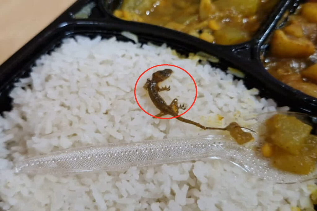 Lizard Found In Food