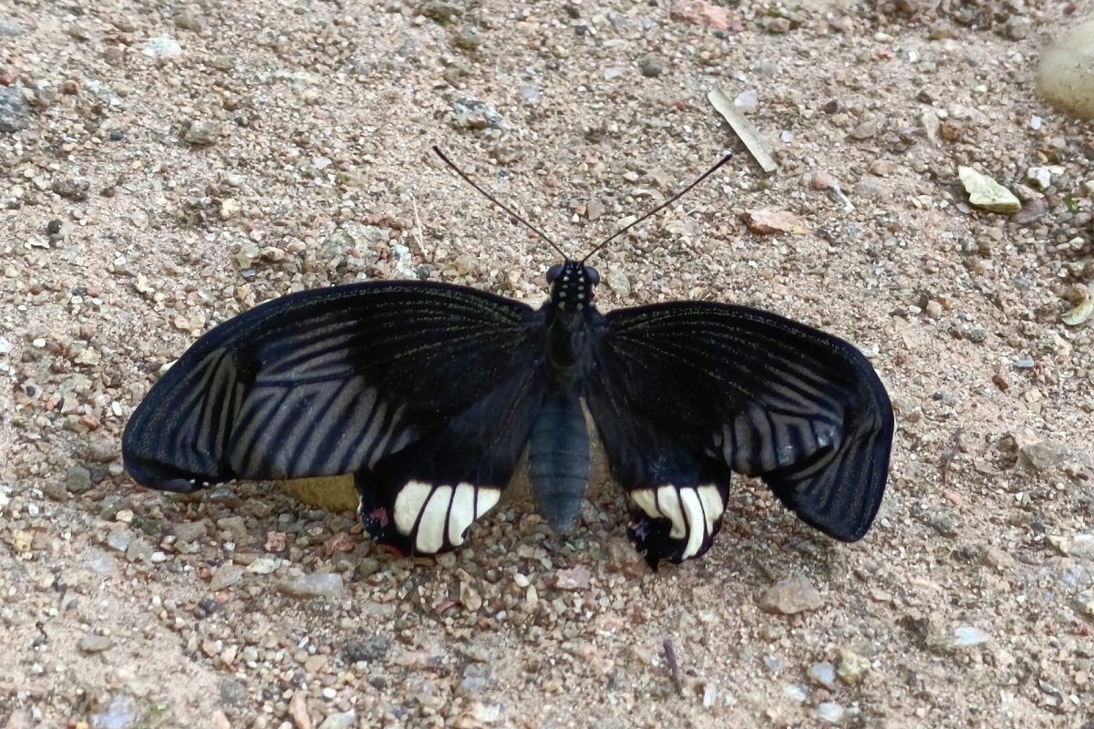Butterfly Meet 2024 : बारनवापारा अभ्यारण्य में बटरफ्लाई मीट 21 अक्टूबर से, तितलियों को जानने और पहचानने का मिलेगा मौका, कई विषय विशेषज्ञ होंगे शामिल