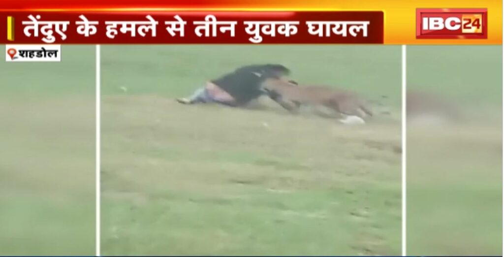 Shahdol Leopard Attack Video