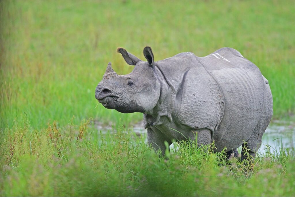 Rhinos will be brought to MP