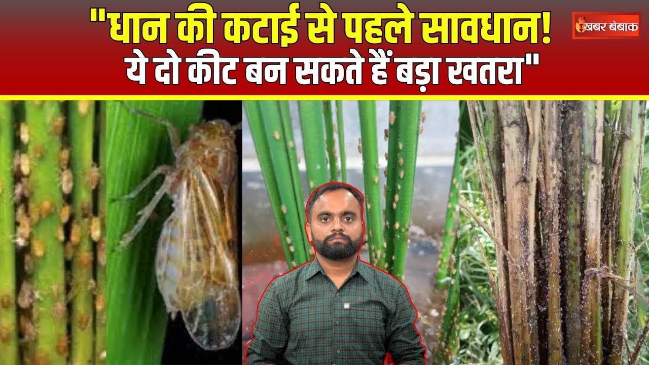 Paddy Diseases: धान कटाई से पहले सावधान!नहीं तो फसल हो सकते हैं खराब… #paddydiseases #paddy
