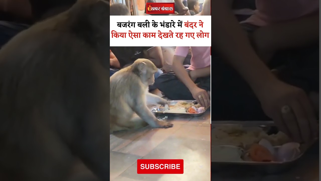 बजरंग बली के भंडारे में बंदर ने किया ऐसा काम देखते रह गए लोग | #viralvideo #ytshorts