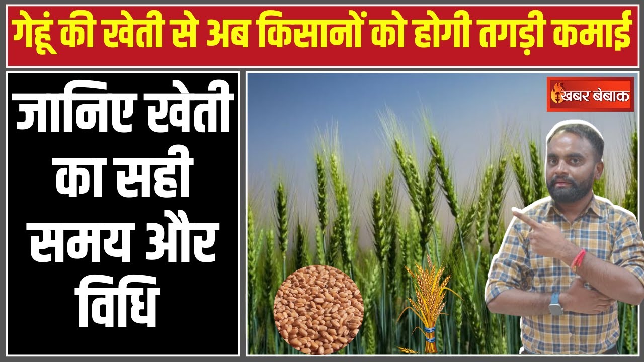 Wheat Farming: गेहूं की खेती से अब किसानों को होगी तगड़ी कमाई|जानिए खेती का सही समय और विधि…