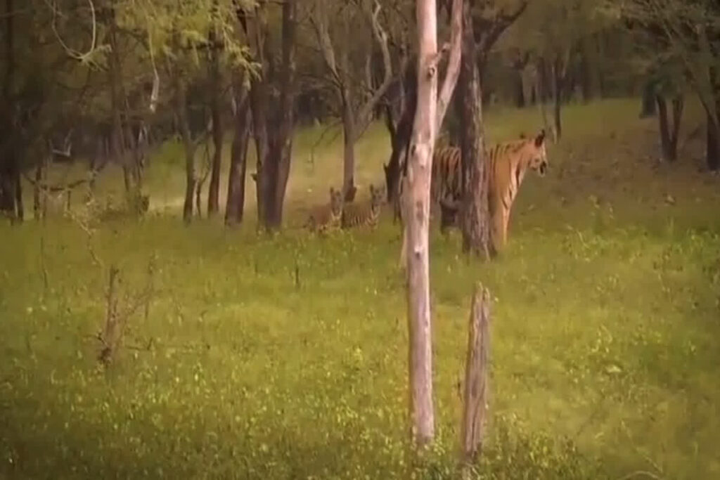 Panna Tiger Reserve Video