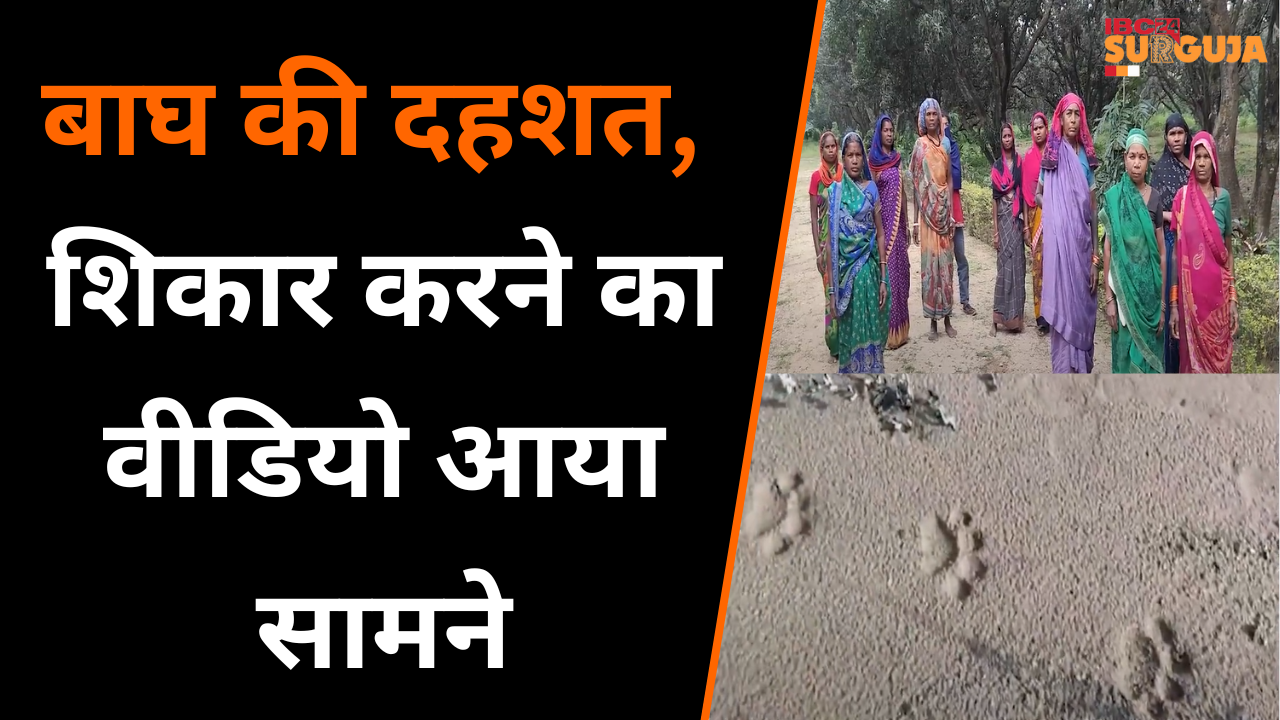 Koria में बाघ की दहशत, शिकार करने का Video आया सामने ।