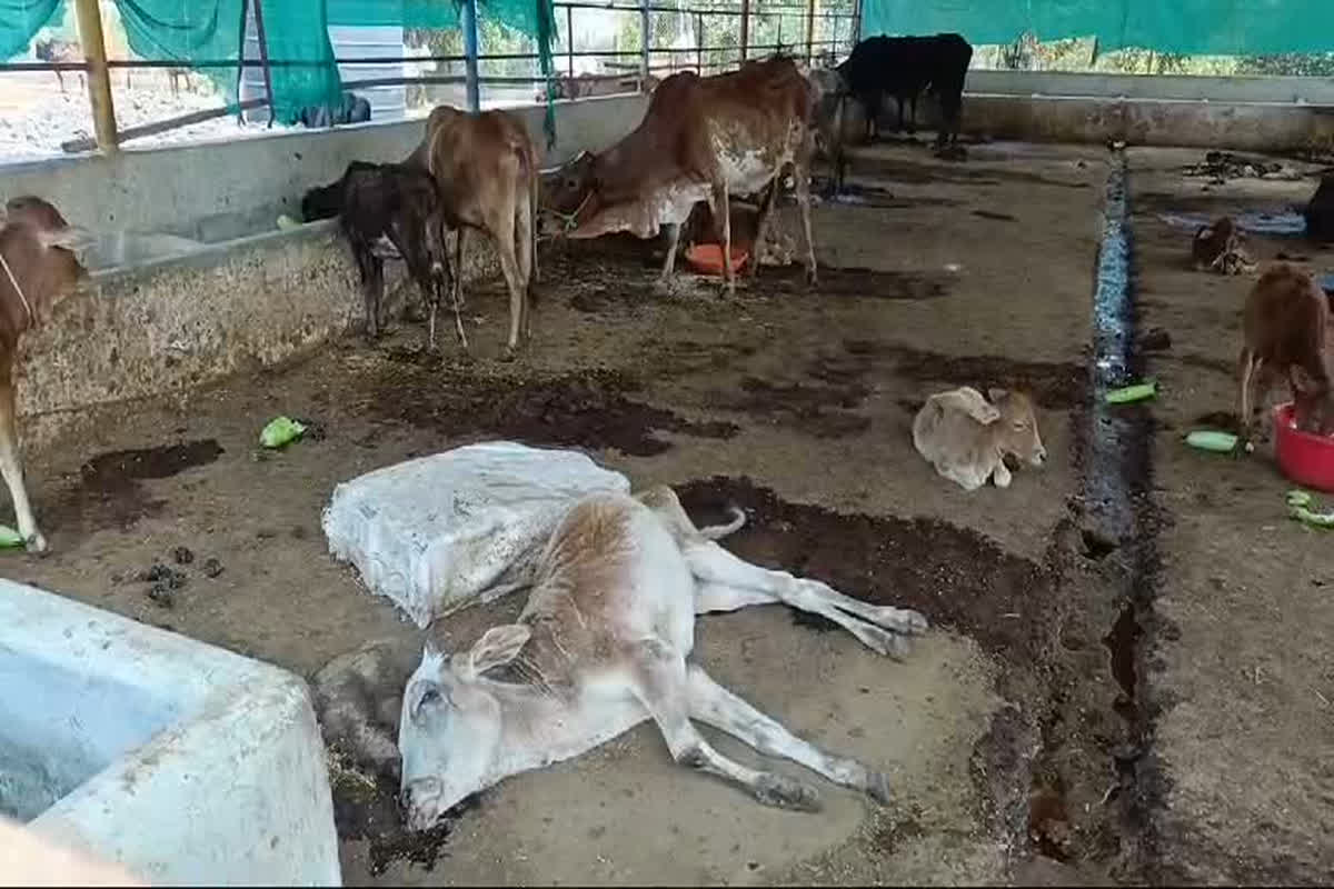 Bhilai Cows Death News: दानदाताओं के भरोसे चल रहा निगम का शहरी गौठान.. भूख-प्यास से रोजाना हो रही दो से चार गौ वंश की मौत