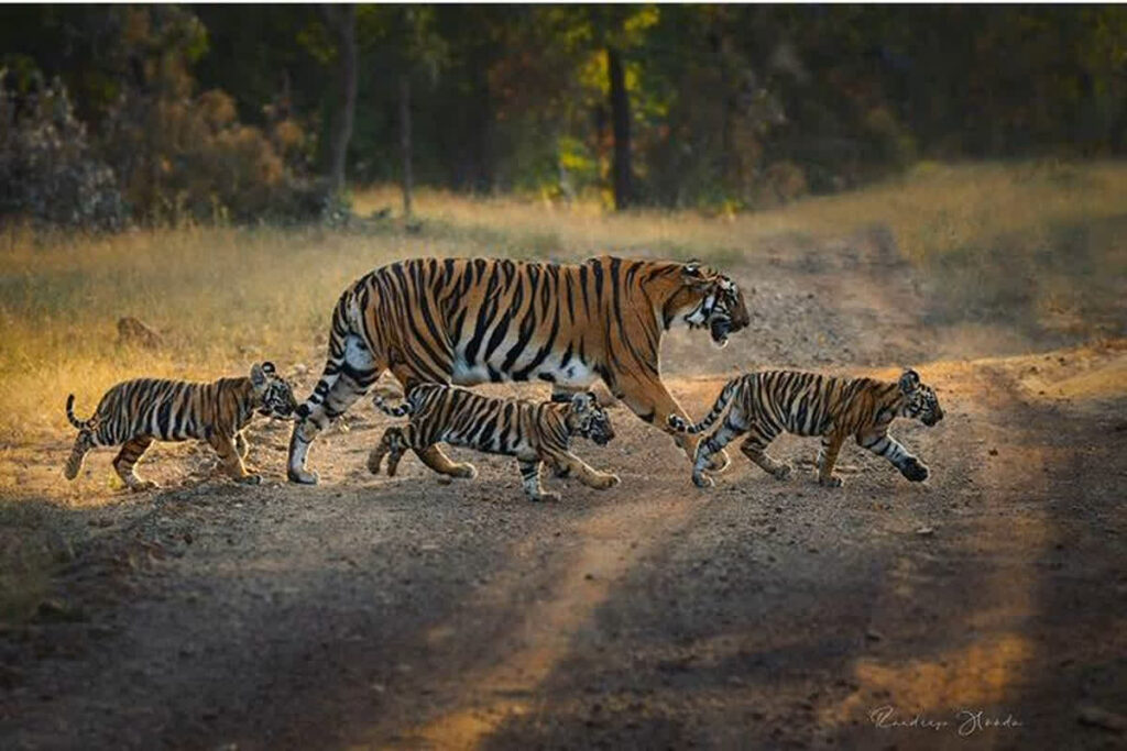 Guru Ghasidas-Tamor Pingla Tiger Reserve Notification issued by state govt