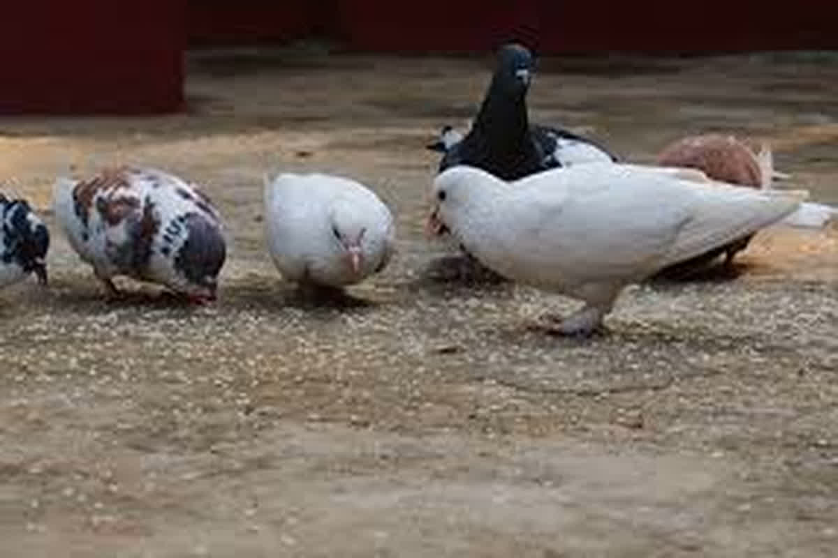 Kabootar ko Dana Khilane Ke Fayde : हर रोज कबूतरों को खिलाएं दाना, दूर हो जाएगा आर्थिक संकट, मिलेंगे कई फायदे