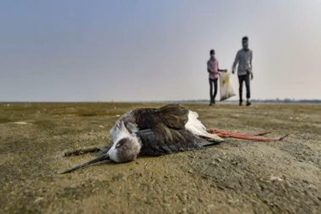 Sambhar Lake Bird Deaths