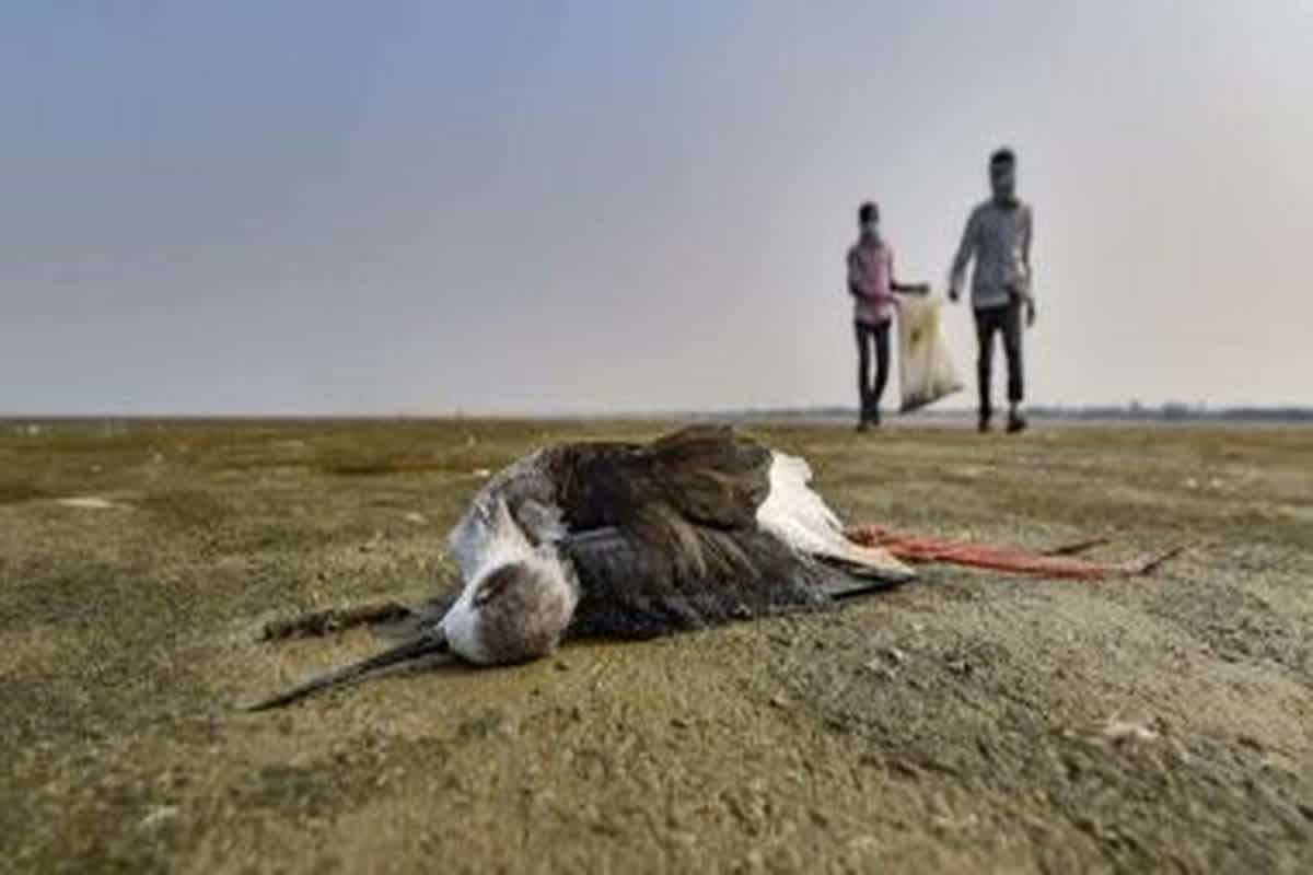 Sambhar Lake Bird Deaths: सांभर झील में अब तक 500 से अधिक पक्षियों की मौत, वजह जानकर हैरान हो जाएंगे आप