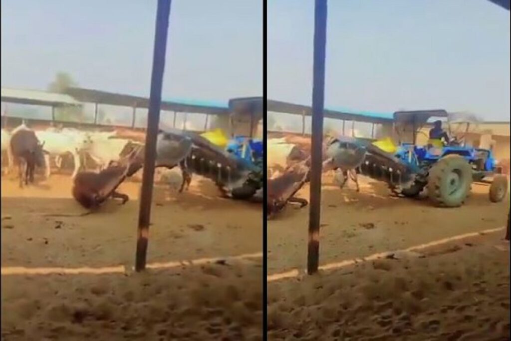 A live cow was tied to a tractor and dragged