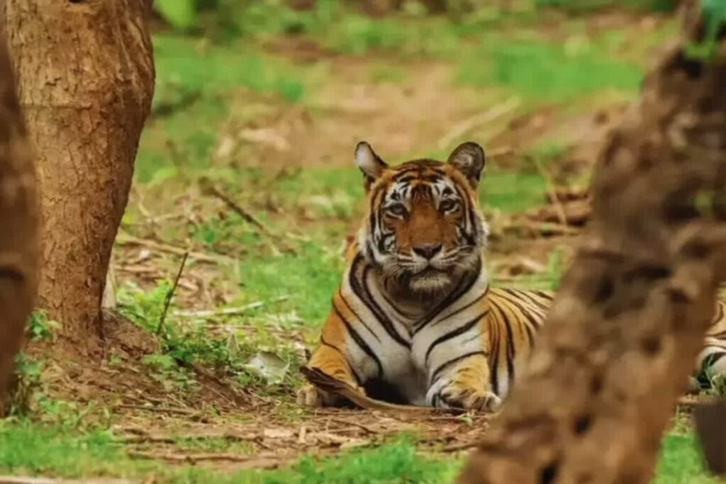 Male tiger released in Guru Ghasidas-Tamor Pingla Tiger Reserve