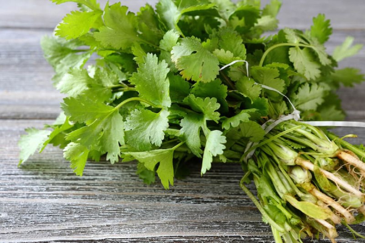 Benefits of coriander juice: अगर आप भी पीते हैं धनिया का जूस, तो होगा अनगित फायदा, जानें इससे शरीर पर क्या होगा असर