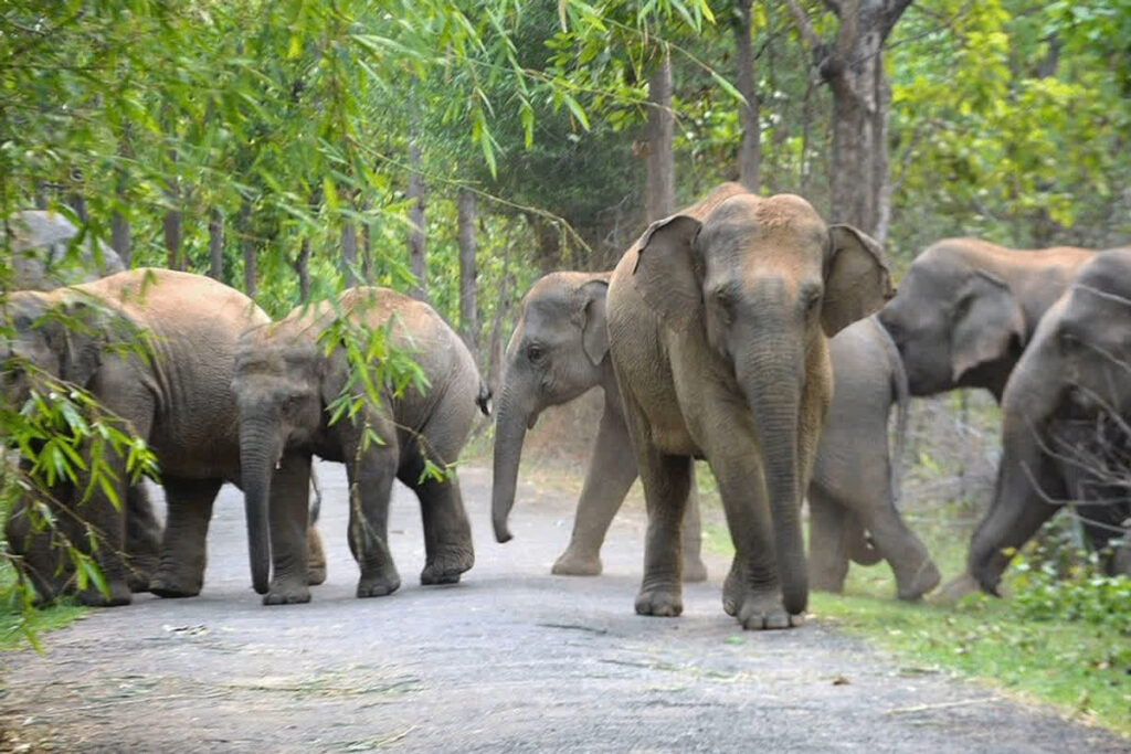 Elephants trampled two children to death in Surajpur