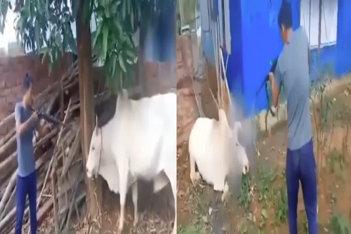 Gauvansh ko goli marne ka video: बेरहम युवक.. गौवंश को गोली मारकर उतारा मौत के घाट, वायरल हो रहा वीडियो