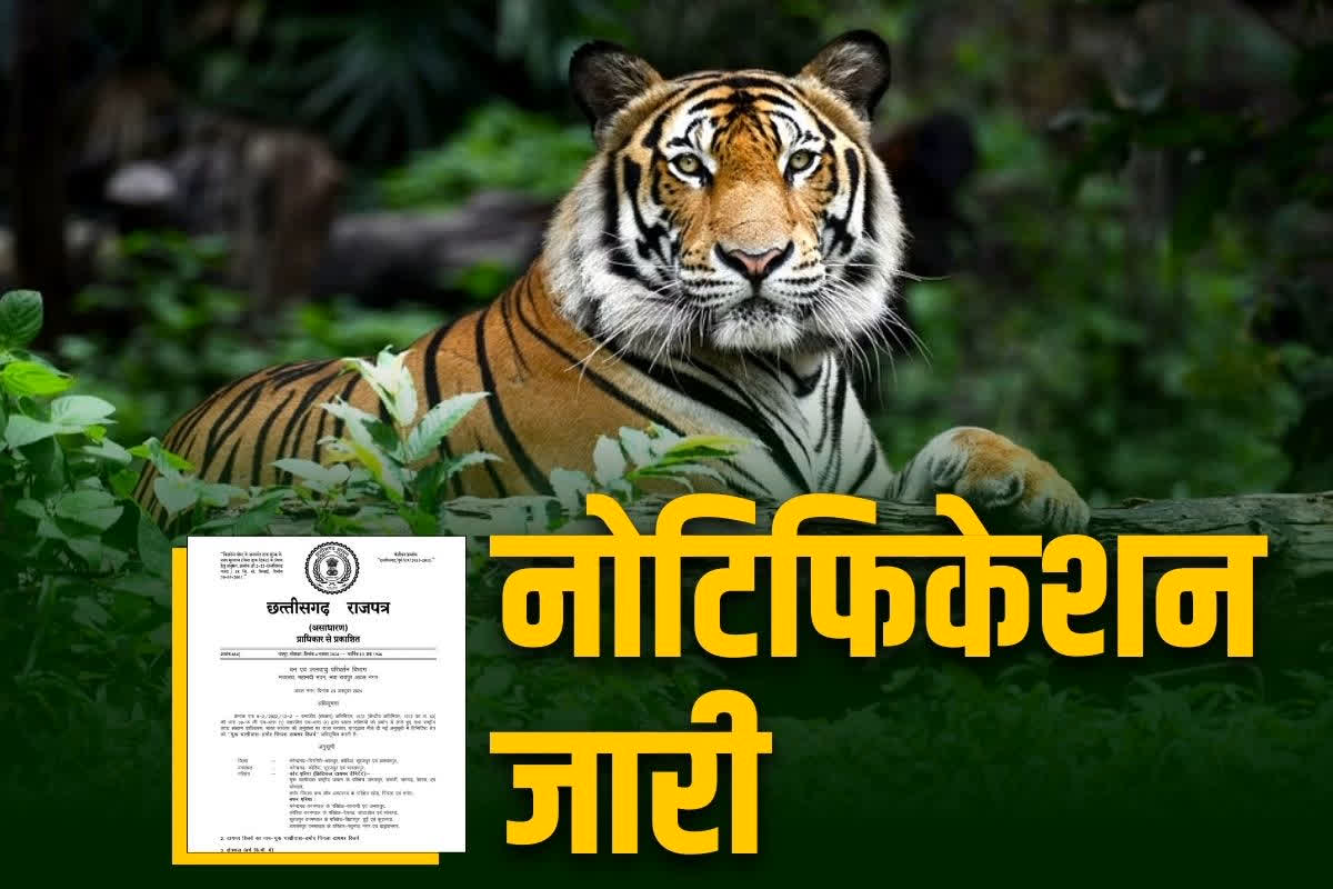 Guru Ghasidas-Tamor Pingla Tiger Reserve Notification: गुरु घासीदास-तमोर पिंगला अब बना टाइगर रिजर्व.. नोटिफिकेशन जारी, देश का तीसरा सबसे बड़ा टाइगर रिजर्व..