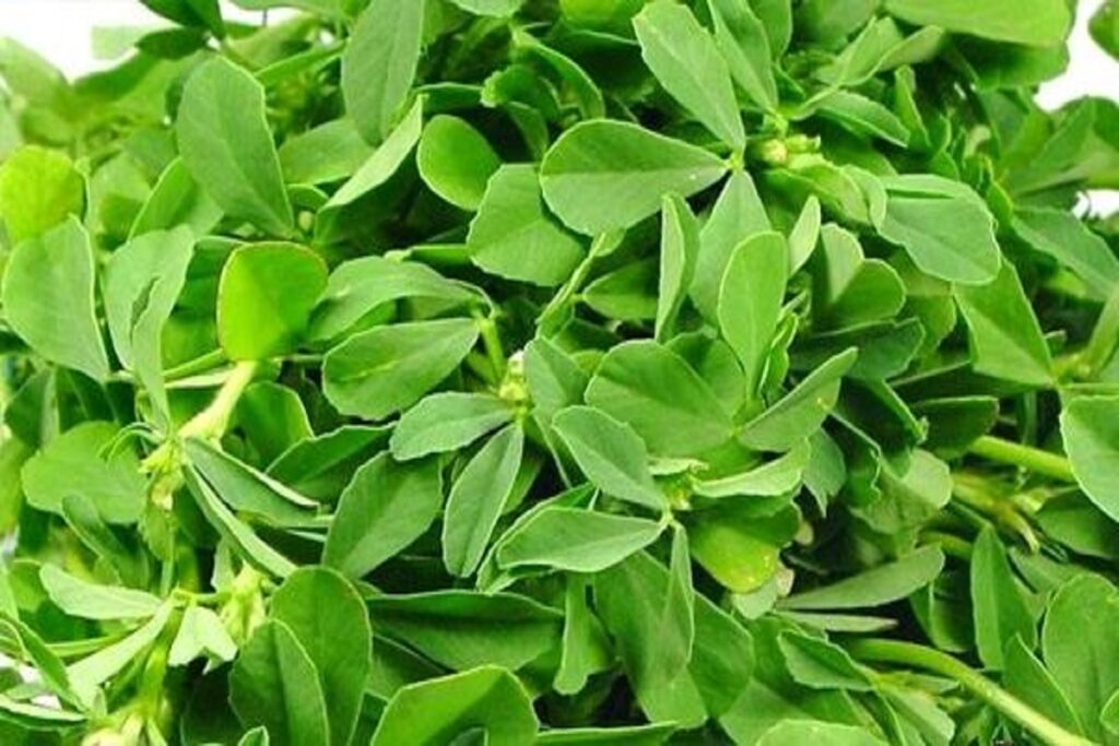 Benefits Of Fenugreek Leaves