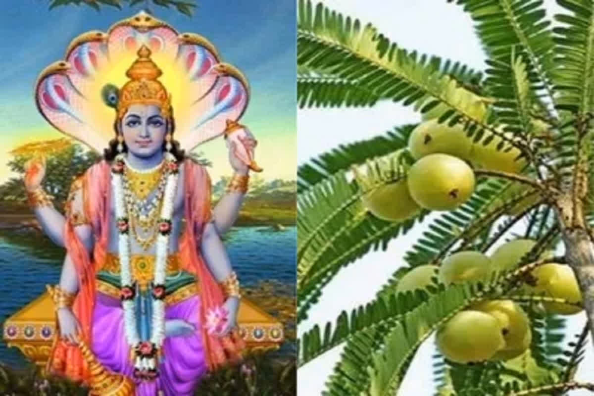 Amla Navami Katha 2024: इस कथा के बिना अधूरी है आंवला नवमी की पूजा, जानिए क्या है इस पूजा का महत्व