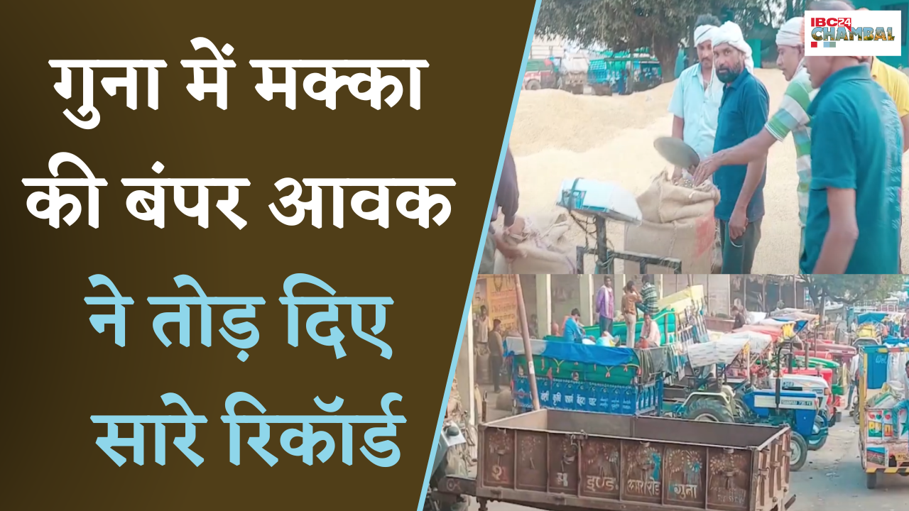 Guna में मक्का की बंपर आवक ने तोड़ दिए सारे रिकॉर्ड, किसानों के चेहरे पर लाई खुशहाली |