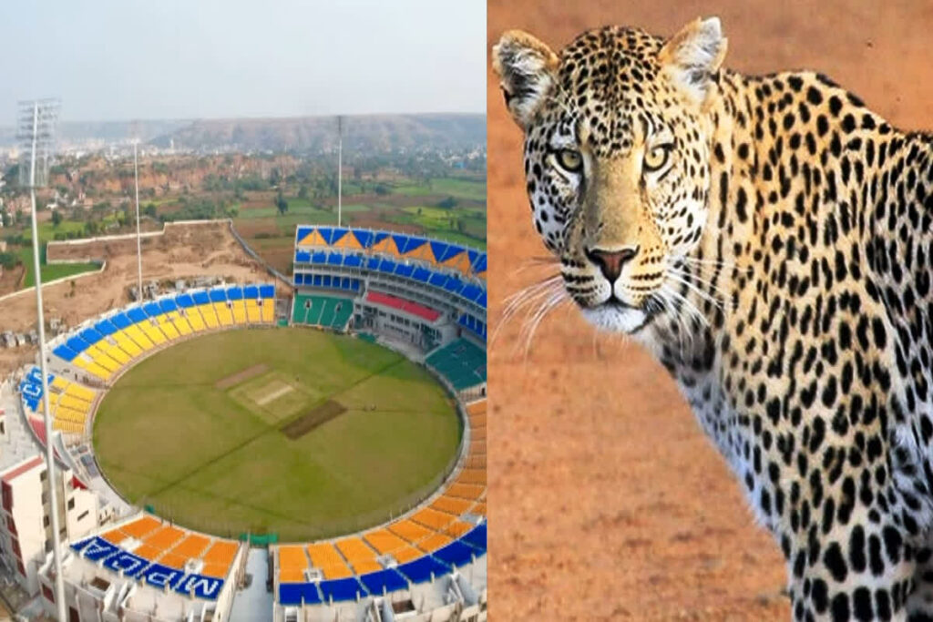 Leopard in Cricket Stadium