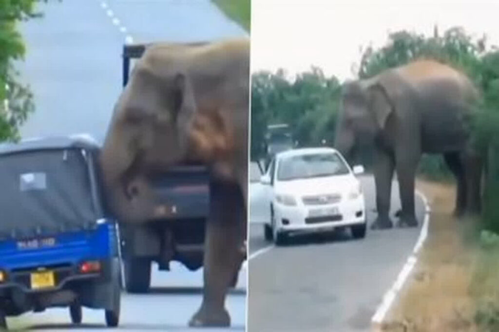 Elephant Viral Video