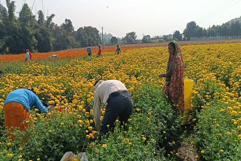 Gende ke phool ki kheti kaise karen