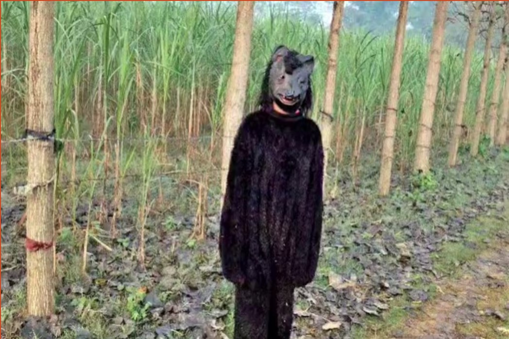 Bears become farmers | Photo Credit : Aaj Tak