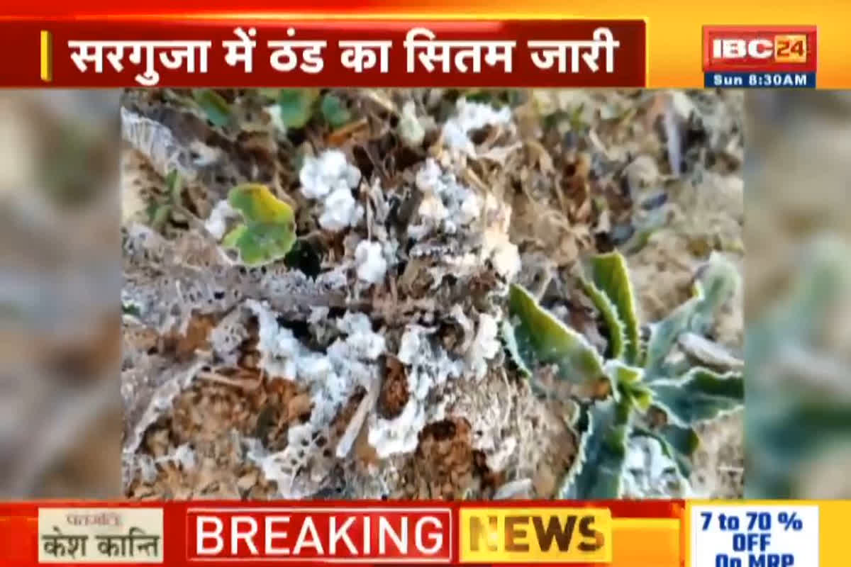 Chhattisgarh weather Update: 2 डिग्री तक पहुंचा छत्तीसगढ़ के इस शहर का तापमान, बर्फ की चादर में बदलीं ओस की बूंदे, अगले तीन दिन में शुरू होगी ताबड़तोड़ ठंड