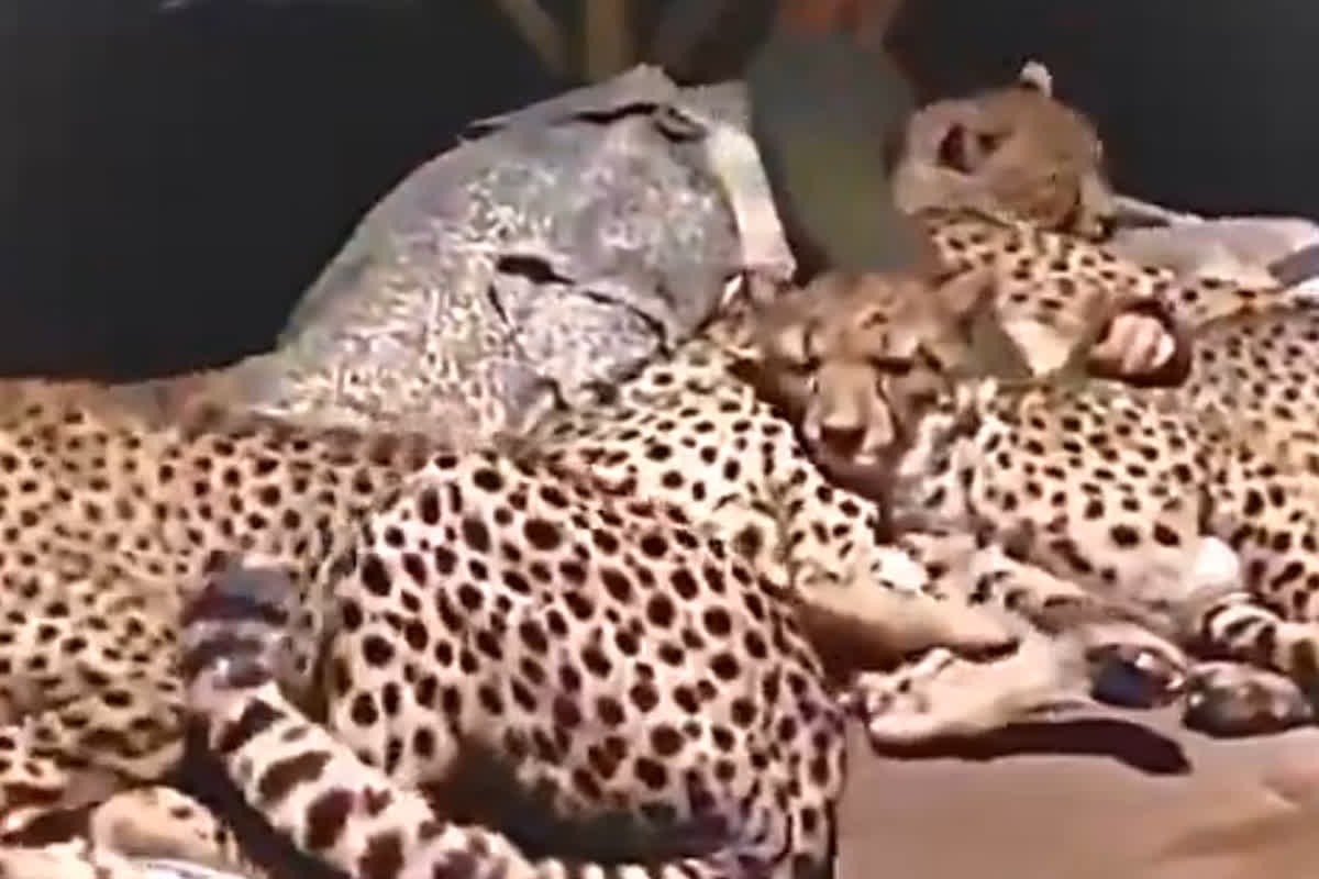 Old Man Sleep with Leopard: बुजुर्ग के साथ तेंदुआ के पूरे परिवार की खास दोस्ती, मां-बच्चे सहित सभी सोते हैं लिपटकर, देखिए वीडियो