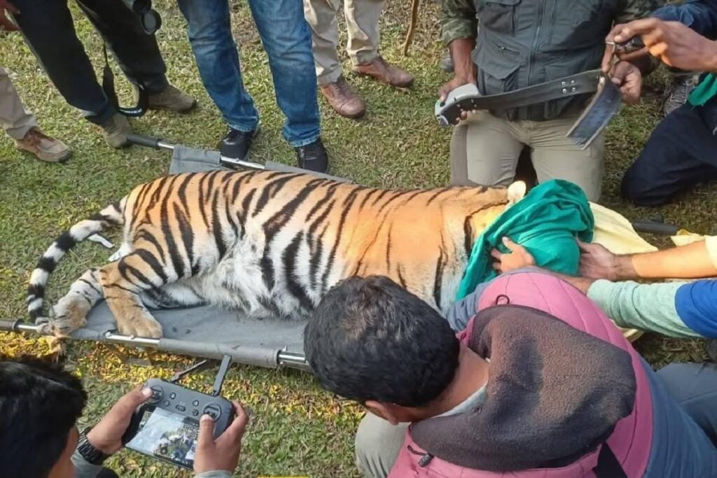 चिरमिरी क्षेत्र में घूम रही बाघिन पकड़ी गई, image source: ibc24