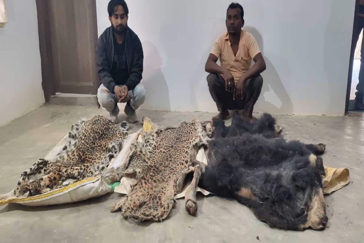 Wildlife Smugglers Arrested : वन विभाग की टीम को मिली बड़ी सफलता, हाथी दांत, तेंदुआ और भालू की खाल के साथ पांच आरोपी गिरफ्तार