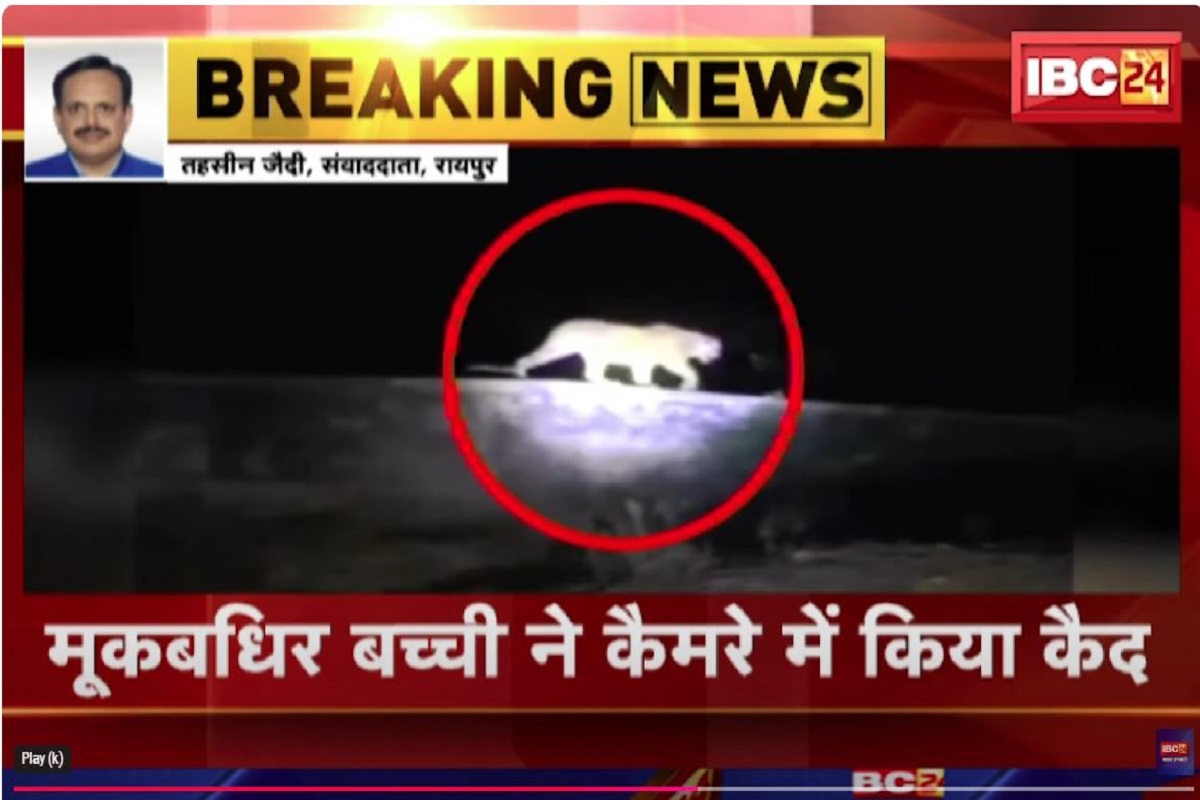 Tiger in Raipur created panic: रायपुर में बाघ घूमने की खबर से मचा हड़कंप! मौके पर पहुंचे वन अमले ने बताया सच
