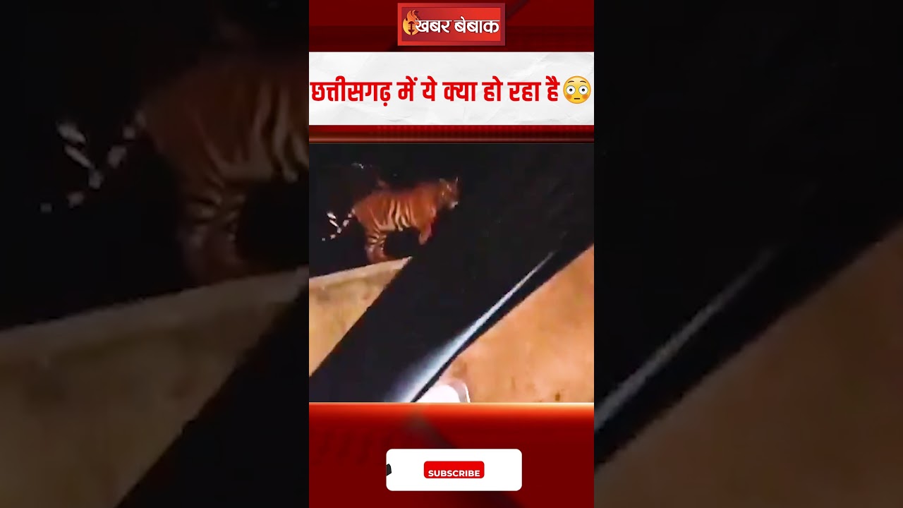 छत्तीसगढ़ के पेंड्रा में कार से बाघ को दौड़ाने का Video Viral | CG Viral News | CG Viral Video