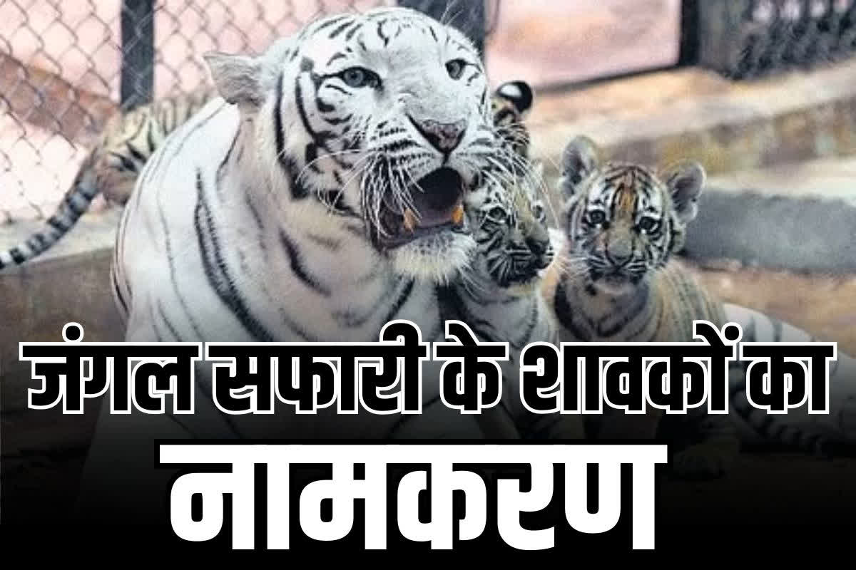 CG State Wildlife Board Meeting: जंगल सफारी में सुनाई पड़ेगी ध्रुव, विजया और हिमाद्री की दहाड़.. तीन सफेद बाघ शावक का हुआ नामकरण