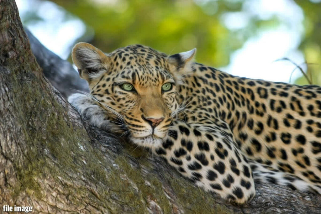 Leopard entered Gariaband SP's bungalow