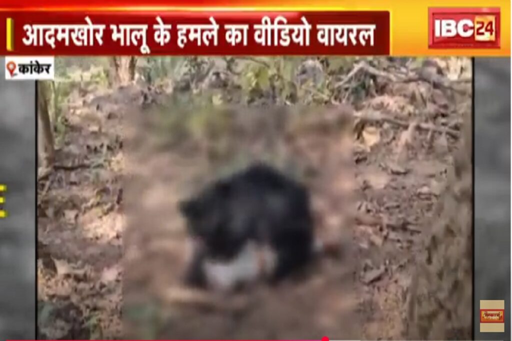 Bear Attack Live Video. Image Source-IBC24