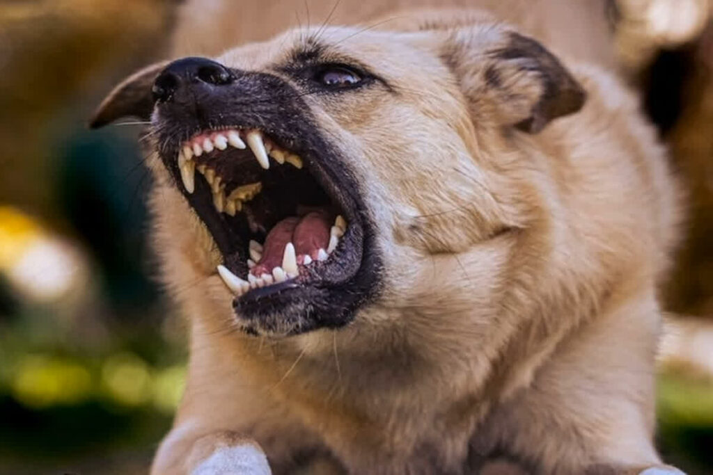 Plan to kill 30 lakh dogs in Morocco। Photo Credit: Pexels