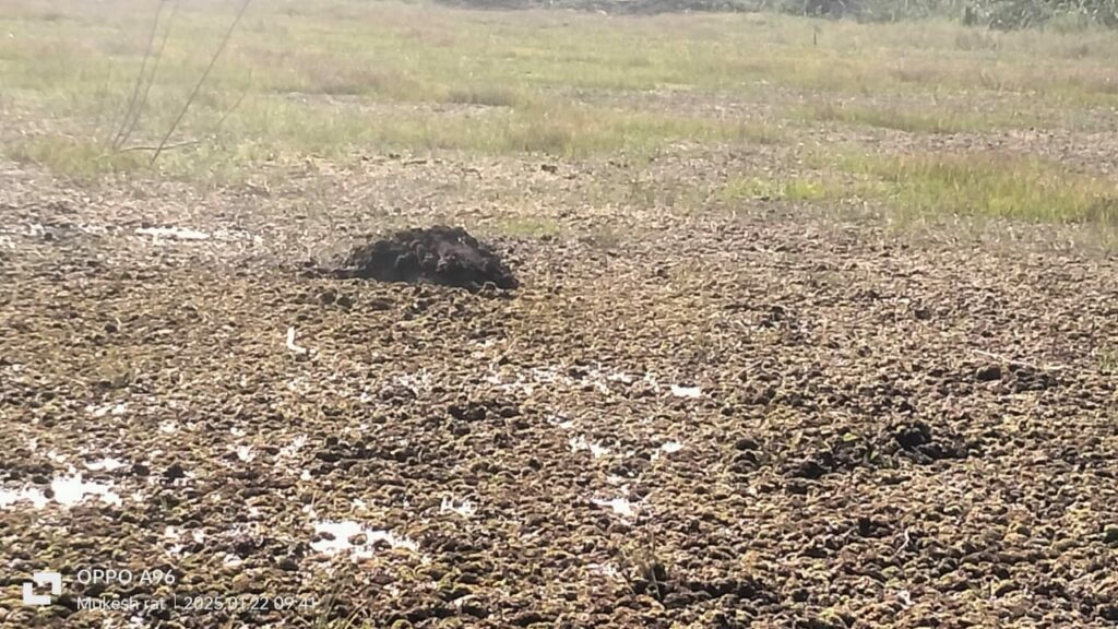 Death of elephant cubs Raigarh: Image source- IBC 24