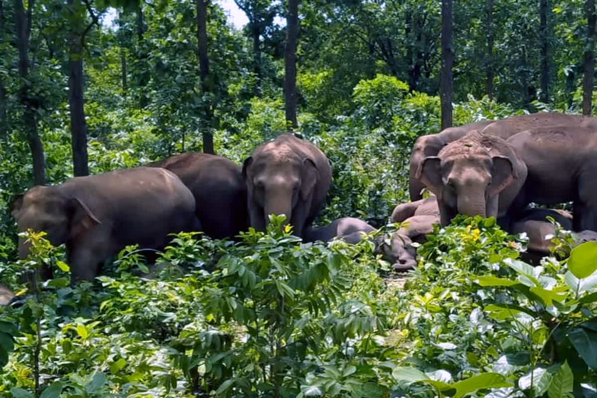 Herd Of Elephants In Katni : अचानक गांव में घुसा जंगली हाथियों का झुंड, ग्रामीणों ने खदेड़ने अपनाई ये गजब की तरकीब