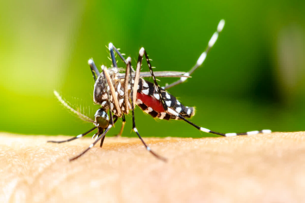 Japanese Encephalitis Case in Gwalior। Photo Credit: Pexels