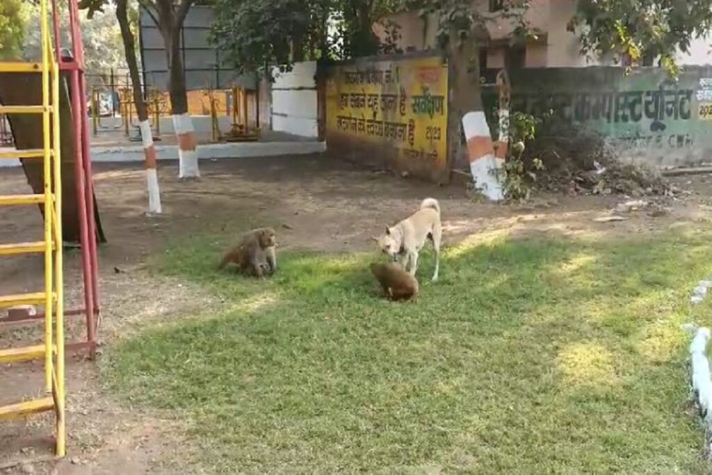 Dog and monkey friendship video viral, image source: ibc24