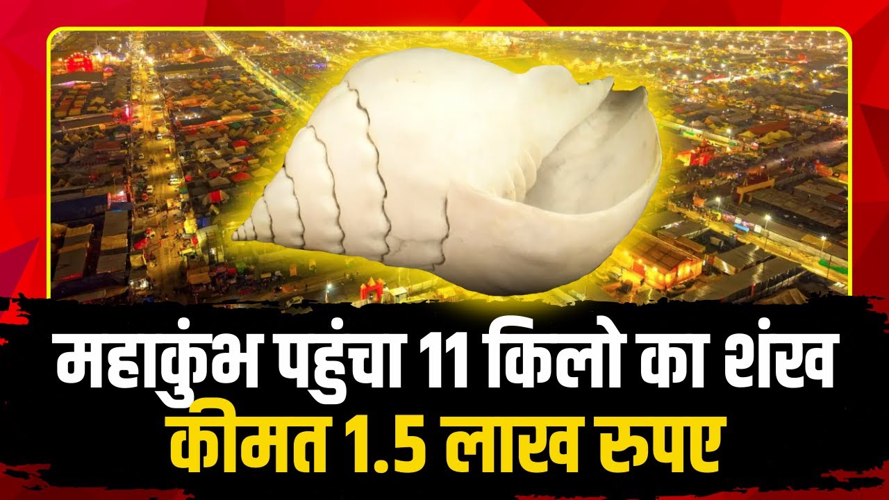 Mahakumbh Vishnu Shankh VIDEO: महाकुंभ पहुंचा 11 किलो का शंख, कीमत 1.5 लाख रुपए। Prayagraj Mahakumbh