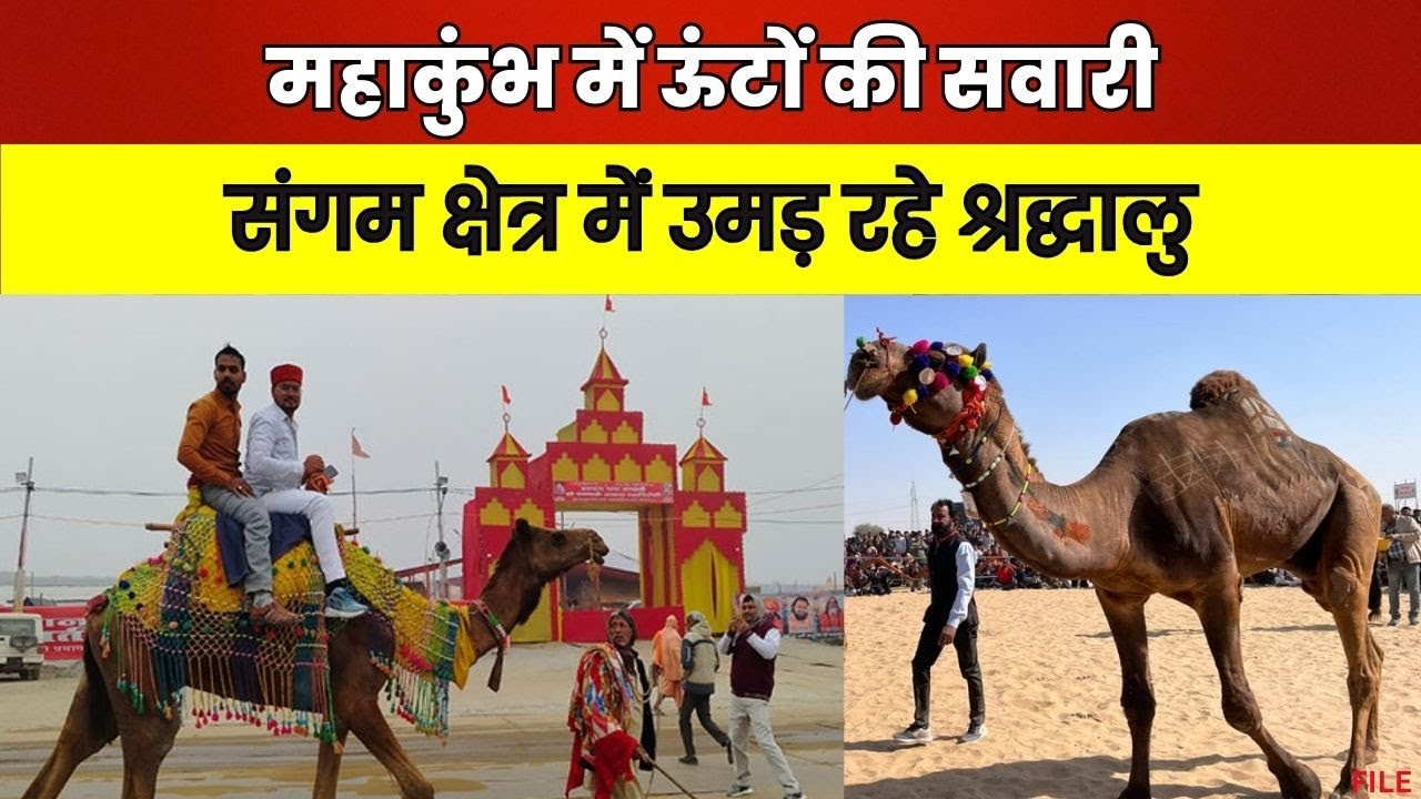 Camel Ride in Mahakumbh Prayagraj 2025 : महाकुंभ में श्रद्धालु उठा सकेंगे ऊंटों की सवारी का लुफ्त