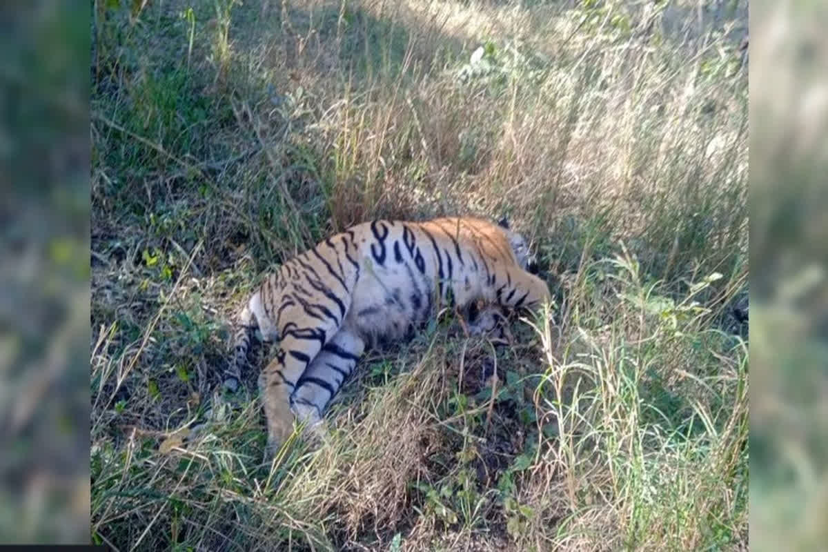 Death Of Tiger : नहीं रहे अचानकमार टाइगर रिजर्व के टाइगर, दो दिन बाद मिली मौत की खबर, सामने आई बड़ी लापरवाही