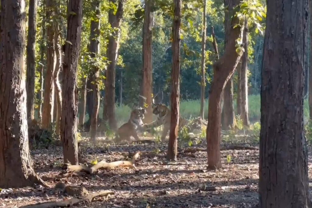 Tiger Fighting Video| Photo Credit: IBC24