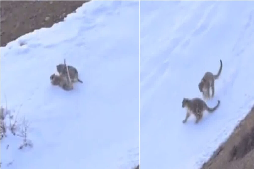 Leopards Playing in Snow / Image Credit : Tashi Tsewang X Handle