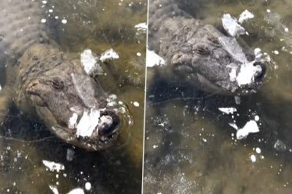 Crocodile Viral Video। Image Credit: accuweather Instagram