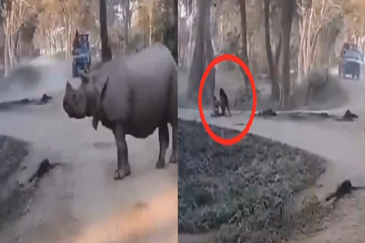 Kaziranga Viral Video : गैंडों के झुंड के सामने जिप्सी से गिरी मां-बेटी, फिर हुआ कुछ ऐसा जिसे देखकर लोगों के छूटे पसीने, देखें वीडियो