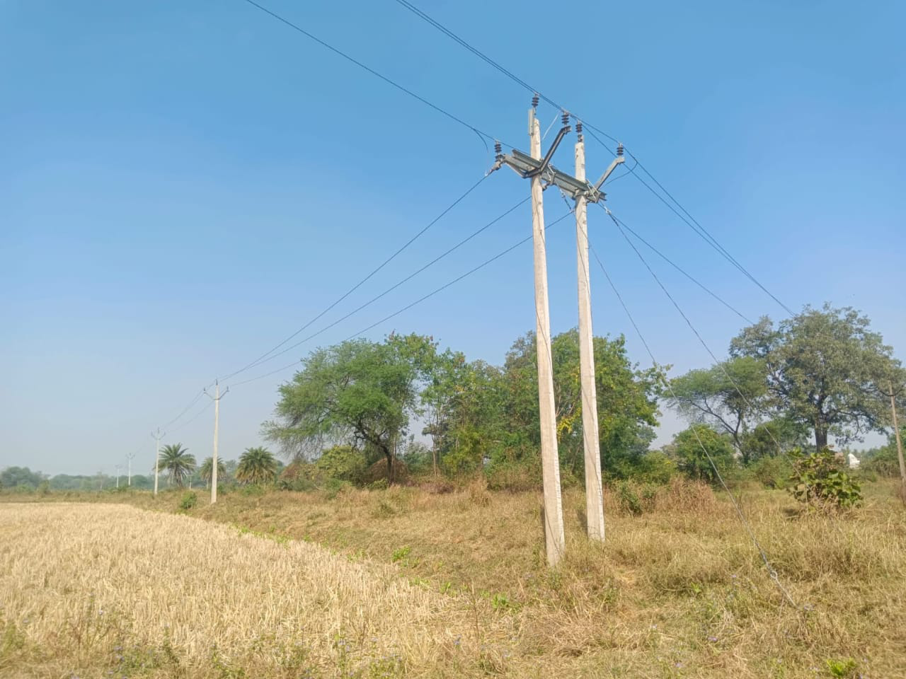 Electric current accident in Janjgir-Champa : जंगली सुअर को मारने लगाया था करंट, फंस गए शौच करने गए गांव के युवक, बुलानी पड़ी पुलिस